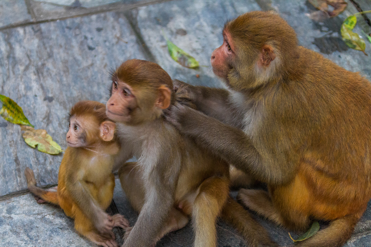 Monkeys break the rules of looking space