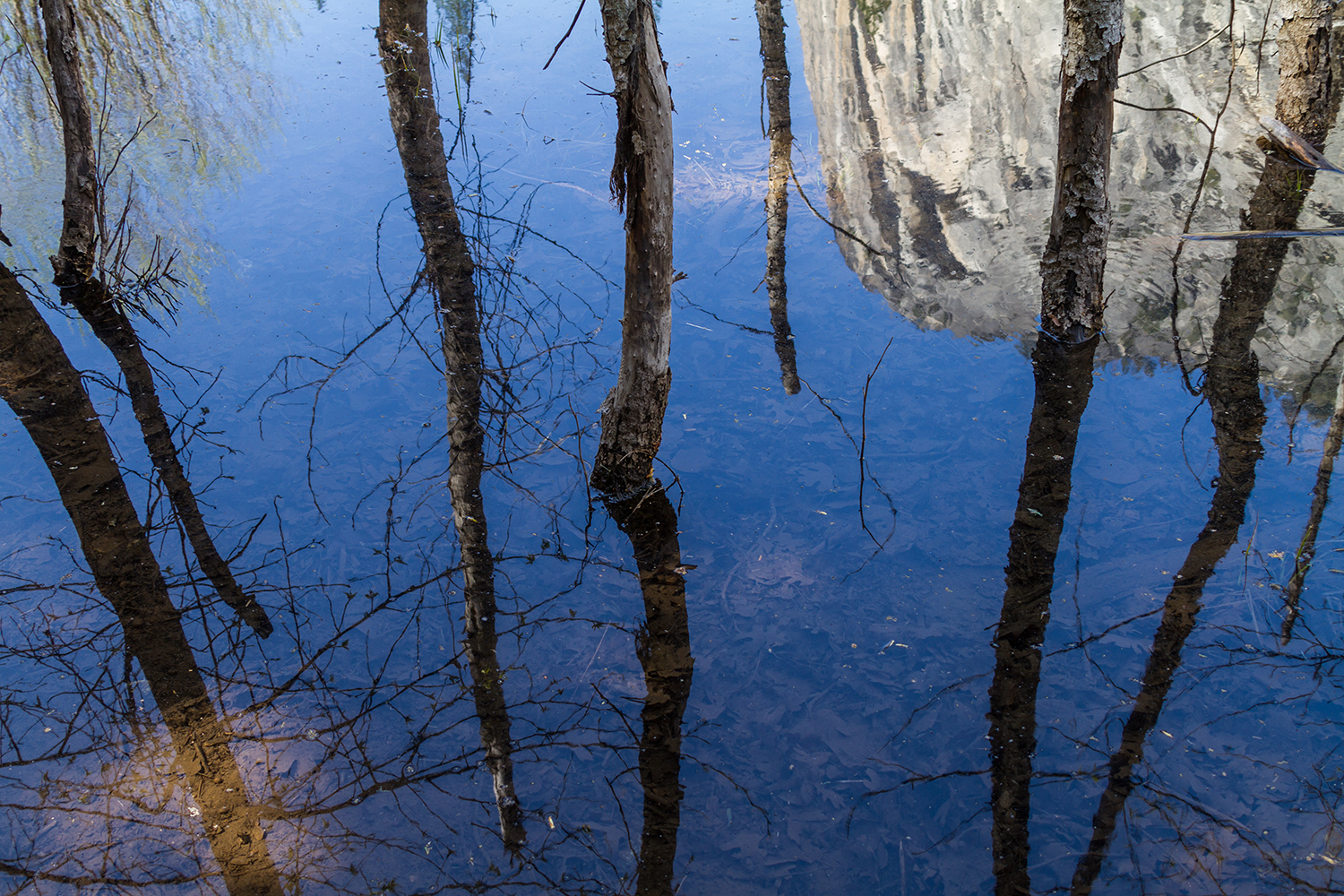 Tree reflection breaks the rules of leading lines