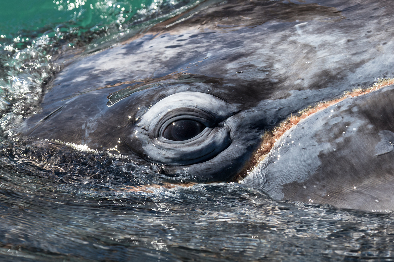 Whale's eye breaks the rules of thirds