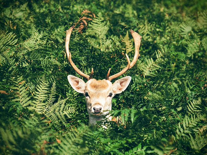 a deer observing a photographer