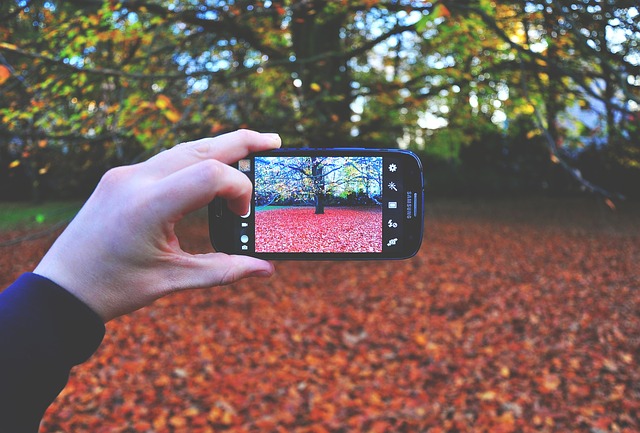 Samsung phone photographing a tree with camera app